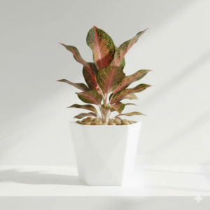 Aglaonema