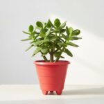 Jade plant