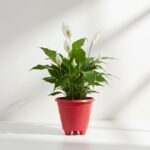 calathea beauty star