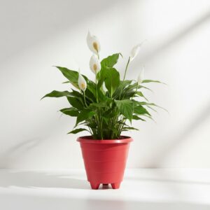 calathea beauty star