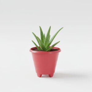 calathea beauty star