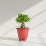 Ficus Bonsai