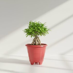 Ficus Bonsai