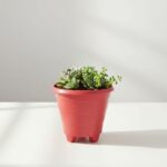 calathea beauty star