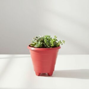 calathea beauty star